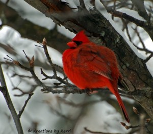 Male Cardinal Puffed Up in the snow  829 01-30-10 LR edits with watermark low res