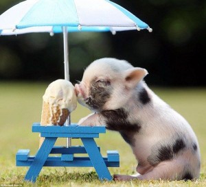 pig-with-icecream